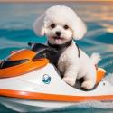 Ajándék jet-ski élménynap a Noé Állatotthon, a Szurkolók és a Macskaárvaház önkénteseinek