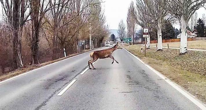 Vad találkozás, állati videó